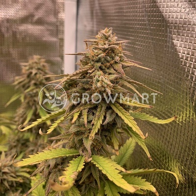 Royal Queen Seeds Critical semena neobsahují THC 5 ks – Hledejceny.cz