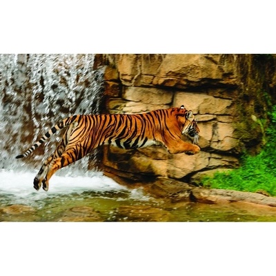 Preinterier FT3013 Fototapeta na stenu Tiger pri vodopáde vlies 104cm x 70cm