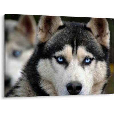 Obraz psa husky, jednodielne 100x70 cm