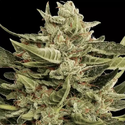 Paradise Seeds Vertigo AUTO semienka neobsahujú THC 5 ks