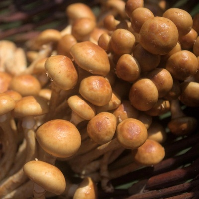 Šupinovka nameko Pholiota nameko sadba predaj 1 ks