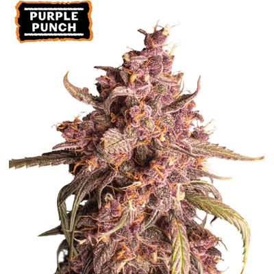 Seedstockers Purple Punch semienka neobsahujú THC 25 ks