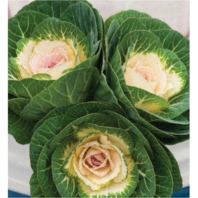 Okrasná kapusta Crane F1 biela Brassica oleracea semienka 20 ks