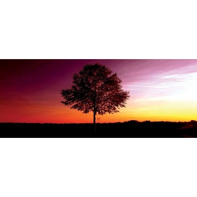 Preinterier Fototapeta - PA0196 Strom vlies - 250cm x 104cm
