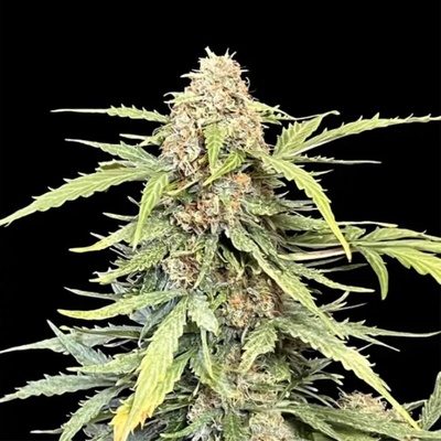 Ganja Farmer Amnesia Haze Auto semienka neobsahujú THC 5 ks