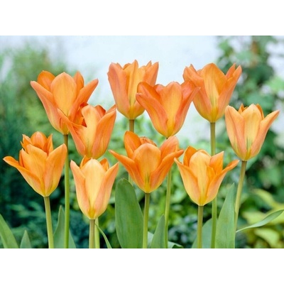 Tulipán Orange Emperor 7 ks v balení