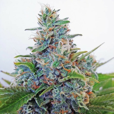 Ministry of Cannabis AUTO Blue Amnesia semienka neobsahujú THC 5 ks