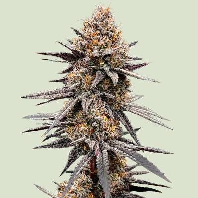 Royal Queen Seeds Gravity Berry F1 semienka neobsahujú THC 10 ks