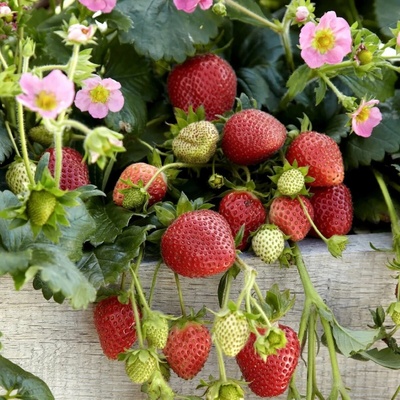 Jahody stáleplodiace Frisan F1 Fragaria ananassa semená jahôd 10 ks