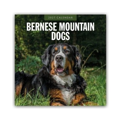 Bernese Mountain Dog Berner Sennenhund 16 Monats 2027