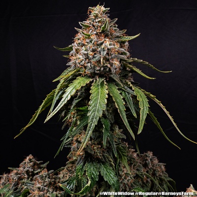 Barney´s Farm White Widow regular semienka neobsahujú THC 5 ks