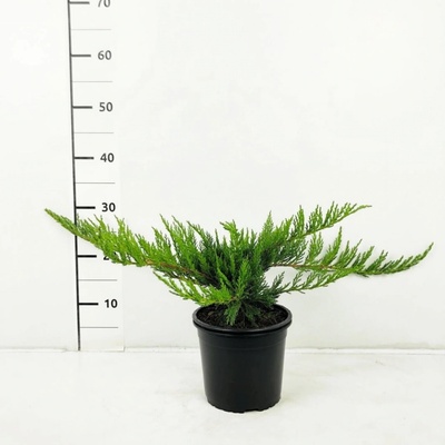 Juniperus sabina 'Tamariscifolia' Prodejní velikost: 020/030, Velikost hrnku: 2 l – Hledejceny.cz