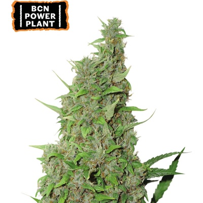 Seedstockers BCN Power Plant semienka neobsahujú THC 25 ks