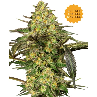Sensi Seeds Grapevine Candy semienka neobsahujú THC 3 ks
