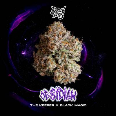Wizard Trees Obsidian semienka neobsahujú THC 3 ks