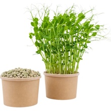 Tiny Greens Hrášek Curly - BIO semínka na klíčení a microgreens Velikost balení: 200 g