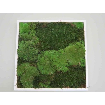 Pomněnka Naturalis Mechový obraz 35x35 cm