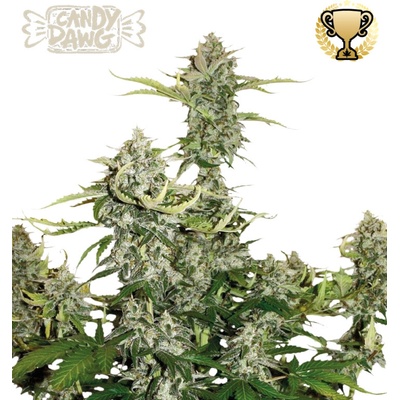 Seedstockers Superior Candy Dawg Auto semienka neobsahujú THC 1 ks