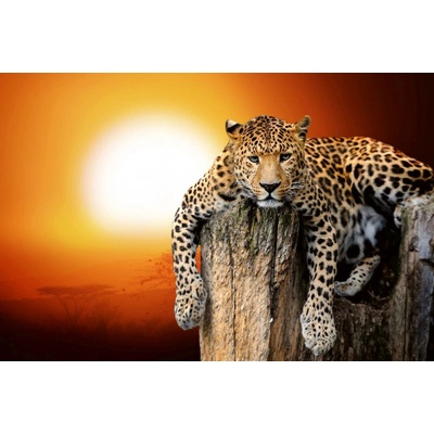 Dimex MS-5-0599 Vliesová fototapeta Leopard se západem slunce rozměry 375 x 250 cm