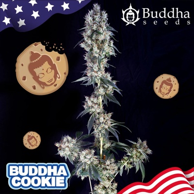 Buddha Seeds Buddha Cookie semienka neobsahujú THC 100 ks