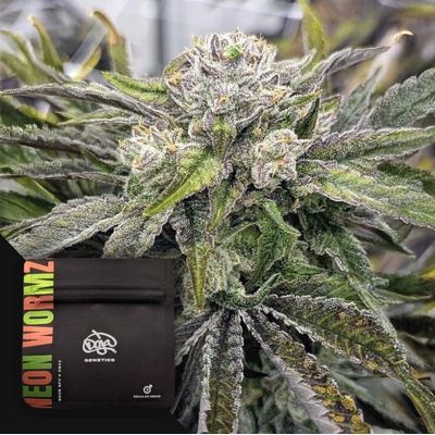 Doja Genetics Neon Wormz regular semienka neobsahujú THC 3 ks