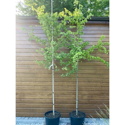 Javor buergerov (Acer buergerianum) veľkosť 300-350cm