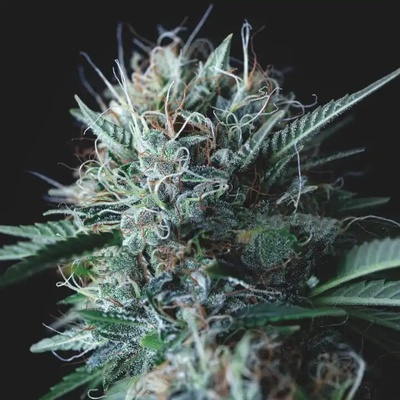 Pyramid Seeds Wembley x Mendocino semienka neobsahujú THC 5 ks
