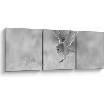 Obraz - Sova v poli, třídílný 120x40 cm