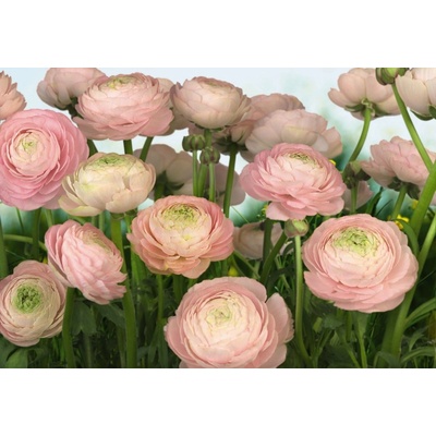 Komar 8-894 Fototapeta květiny Gentle Rosé Rozměr 368 x 254 cm