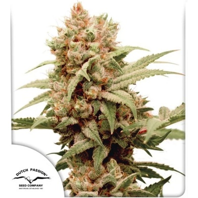 Dutch Passion CBG-Force semienka neobsahujú THC 100 ks