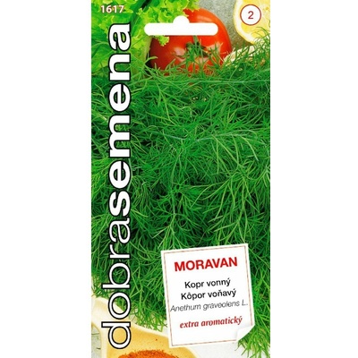 Kôpor Moravan voňavý DS 1617 - jednoročka