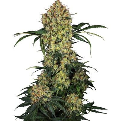 Sensi Seeds Aloha OG Research semienka neobsahujú THC 10 ks
