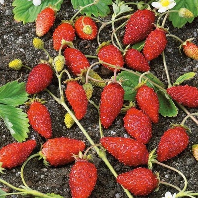 Jahodník alpský Baron von Solemacher Fragaria vesca semená jahôd 15 ks
