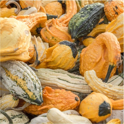 Tekvica okrasná Autumn Wings Cucurbita pepo semená tekvice 5 ks