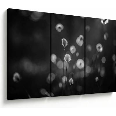 Obraz - Cottongrass na louce, třídílný 120x80 cm