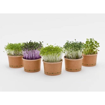 TINY GREENS Redkvička China Rose BIO semienka na klíčenie a microgreens balenie 50 g