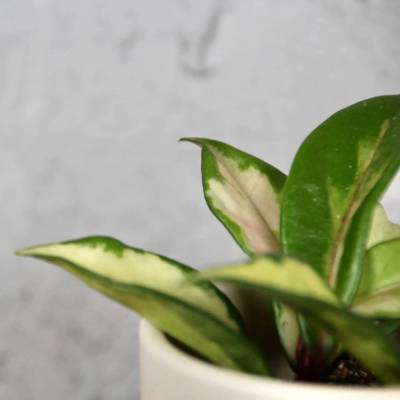 Hoya Carnosa Tricolor baby