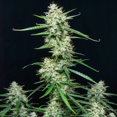 Buddha Seeds Syrup AUTO semienka neobsahujú THC 3 ks