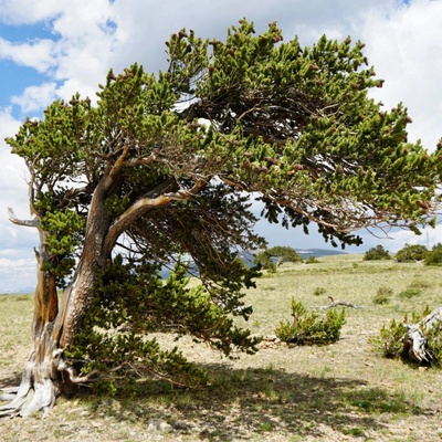 Borovice osinatá Pinus aristata semena borovice 5 ks – Hledejceny.cz