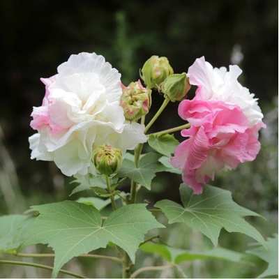 Ibišek okrasný Hibiscus mutabilis semena ibišku 5 ks