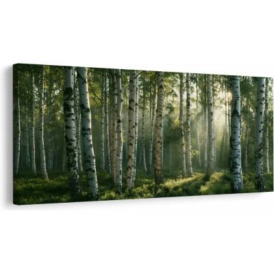 Dovido Obraz sluneční paprsky mezi břízami - 120x60