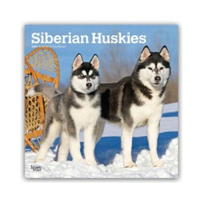 Siberian Huskies Siberian Husky 16-Monats 2027