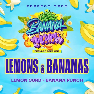 Perfect Tree Lemons & Bananas regular semienka neobsahujú THC 12 ks