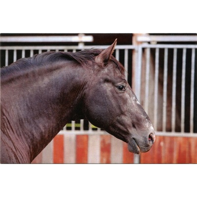 Pohlednice Ponynka.cz - série koně - Appaloosa (4/2018)