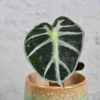 Alocasia Frydek Variegata