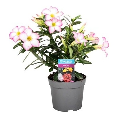 Adenium obesum Pinkstar 13x25 cm