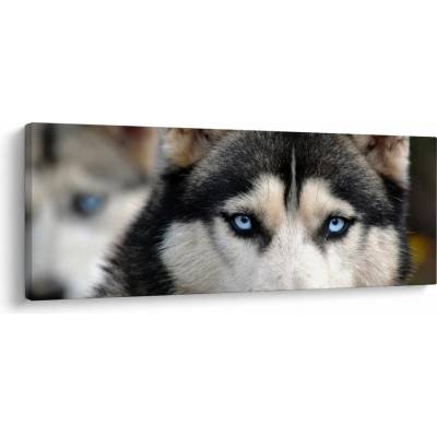 Obraz psa husky, jednodílný 145x58 cm