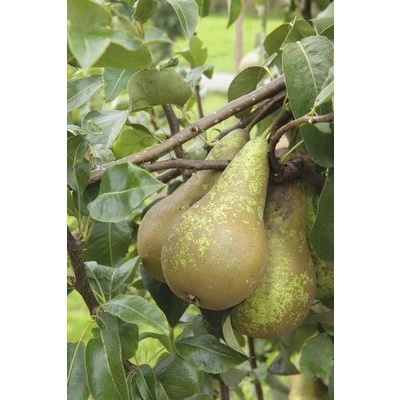 Hrušeň podzimní BIO terasová FloraSelf Bio Pyrus communis 'Conférence' výška kmene 40 cm květináč 5 l