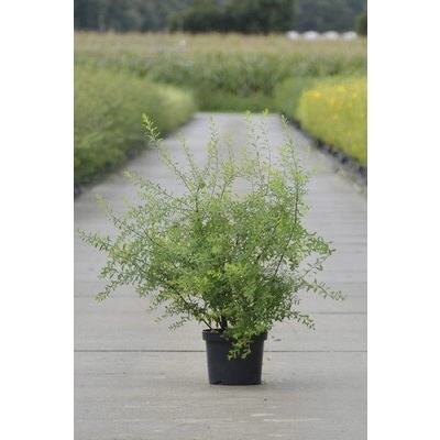Tavolník FloraSelf Spiraea arguta 80 cm květináč 4 l