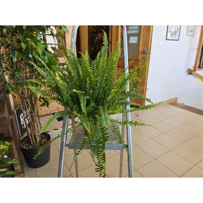 PlantBros flower Papraď Nephrolepis exaltata Green Lady